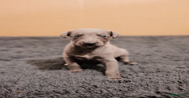 Whippet dogs - Advert 4