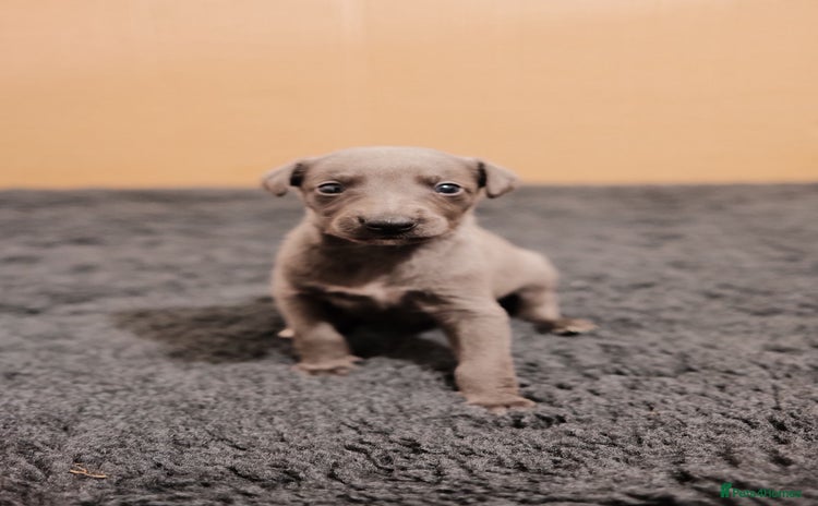 Whippet dogs - Advert 2