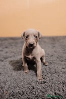 Whippet dogs - Advert 13