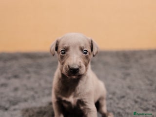 Whippet dogs - Advert 14