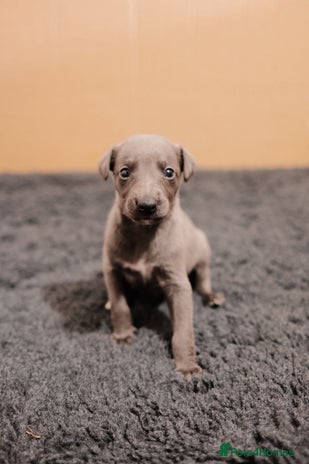 Whippet dogs - Advert 1