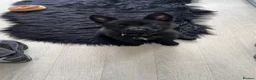 German Shepherd dogs for sale: GERMAN SHEPHERD PUPPY 1 MALE - Advert 2