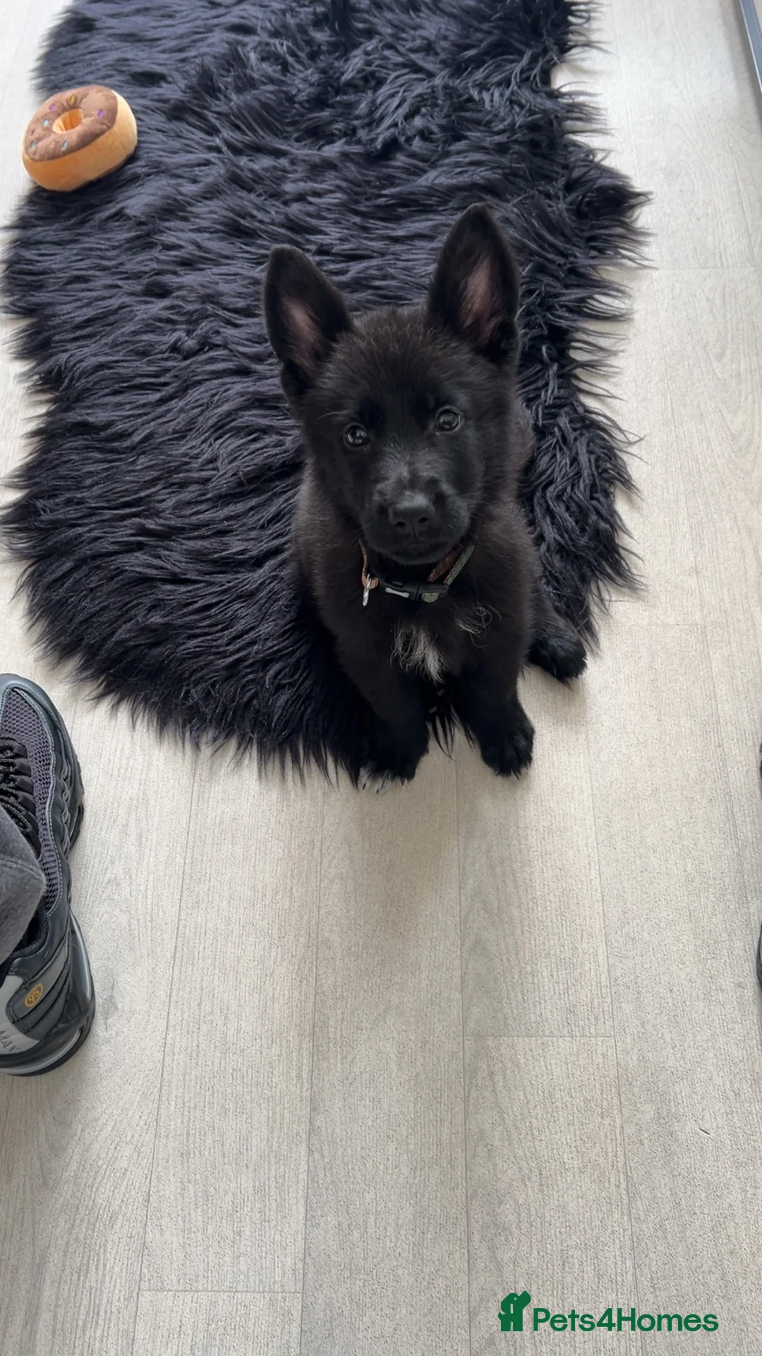 German Shepherd dogs for sale: GERMAN SHEPHERD PUPPY 1 MALE - Advert 2