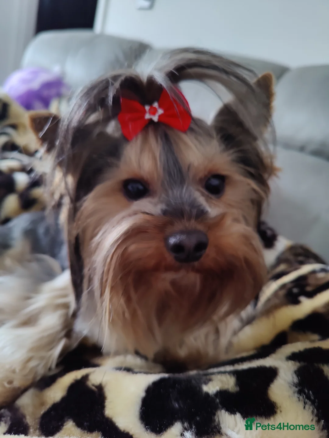 Yorkshire Terrier dogs for stud: Outstanding Yorkshire terrier for STUD only in Hull - Advert 5