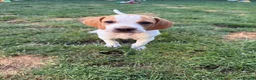 Pointer dogs for sale: Pointer pups | Working & Champion Bloodlines  - Advert 18