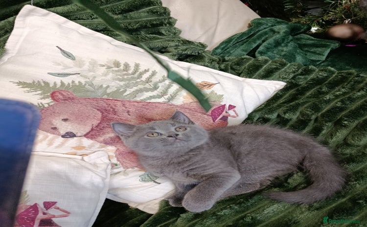 British Shorthair cats Beautiful kittens  - Advert 3