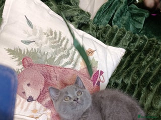 British Shorthair cats Beautiful kittens - Advert 6