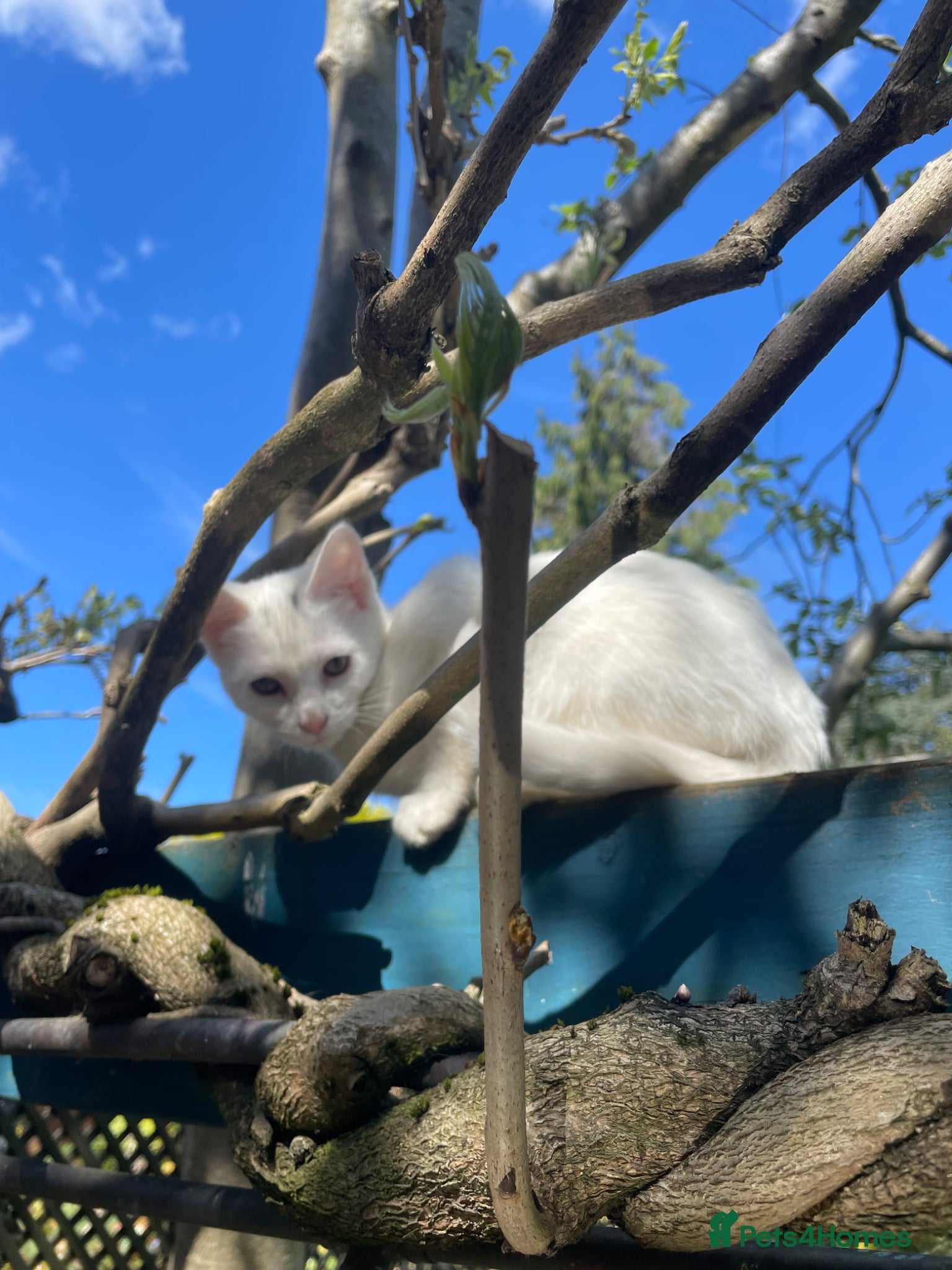 British Shorthair cats White kitten - Advert 1
