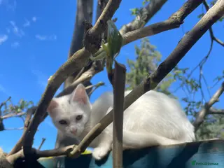 British Shorthair cats White kitten - Advert 2