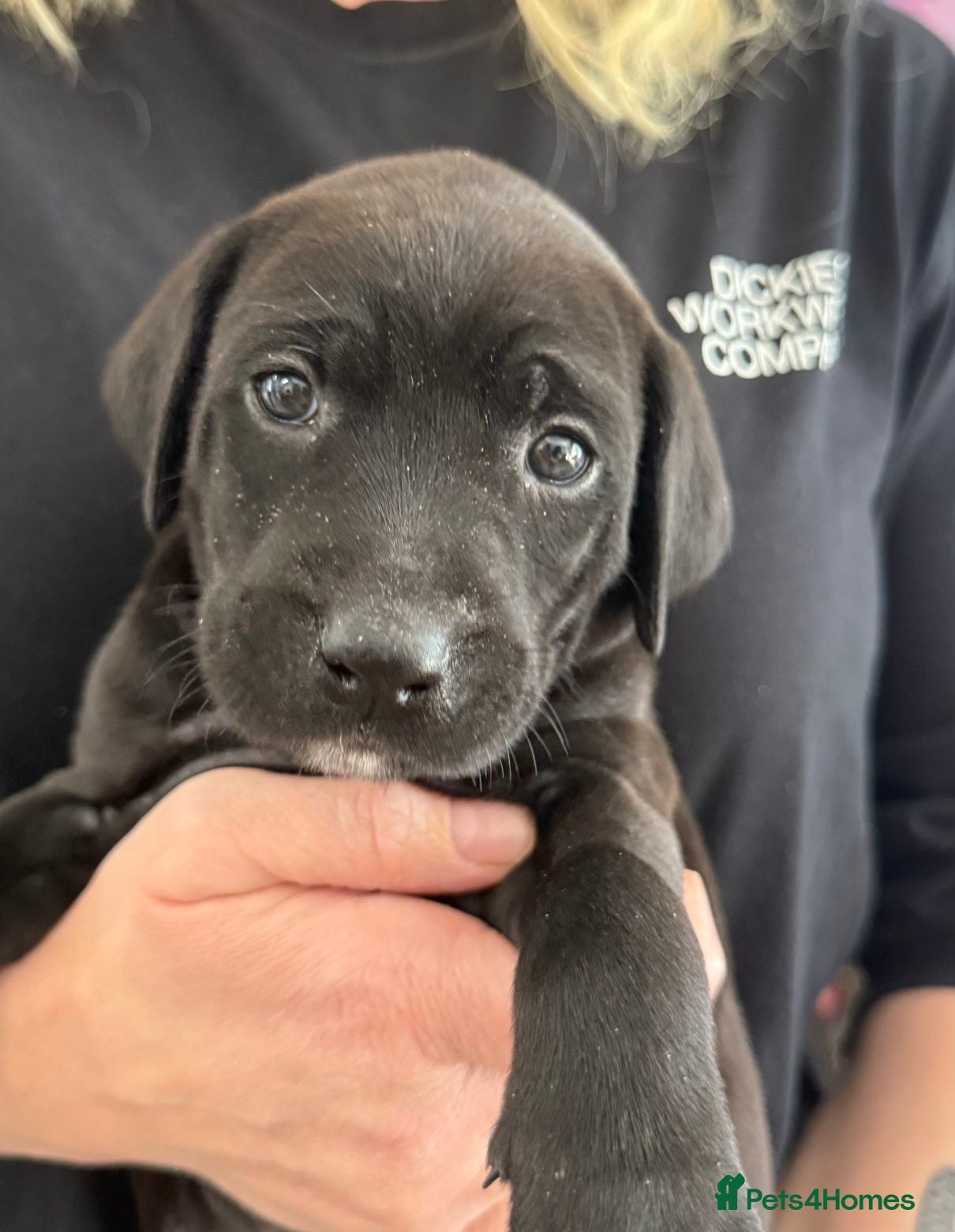 Mixed Breed dogs Cane Corso cross x labrador - Advert 2
