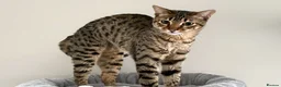Savannah cats for sale: Sittingpretty Shyler F5 SBT Savannah female - Advert 5