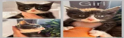 Mixed Breed cats for sale: Gorgeous Friendly Family Kittens  - Advert 5