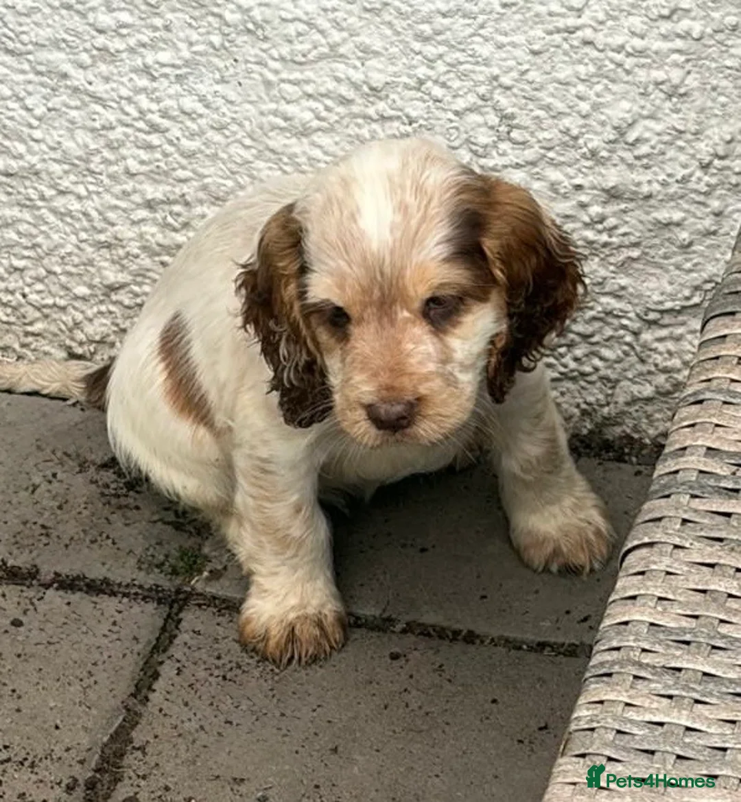 Sprocker dogs for sale: Sprocker pups  - Advert 40