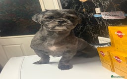Shih Tzu dogs for stud: Beautiful boy for stud - Image 5