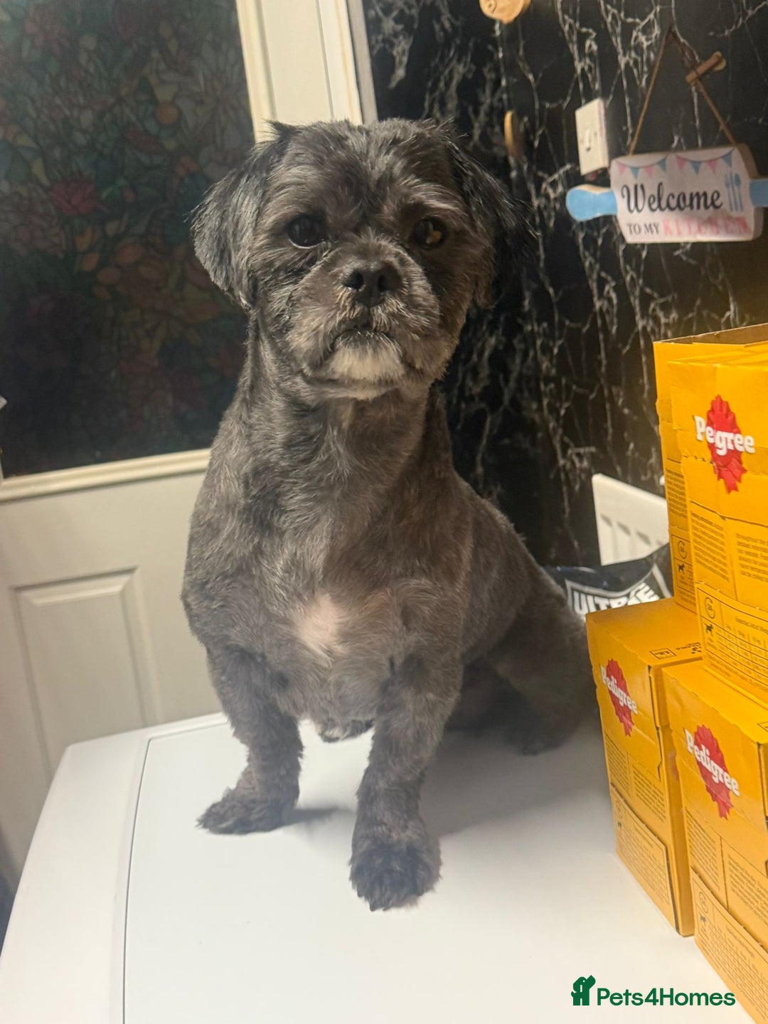 Shih Tzu dogs for stud: Beautiful boy for stud - Image 5