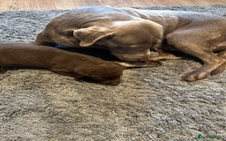 Labrador Retriever dogs for sale: Chunky Chocolate Labrador Puppies  - Image 8