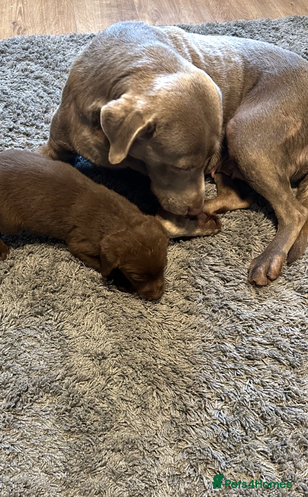 Labrador Retriever dogs for sale: Chunky Chocolate Labrador Puppies  - Image 8