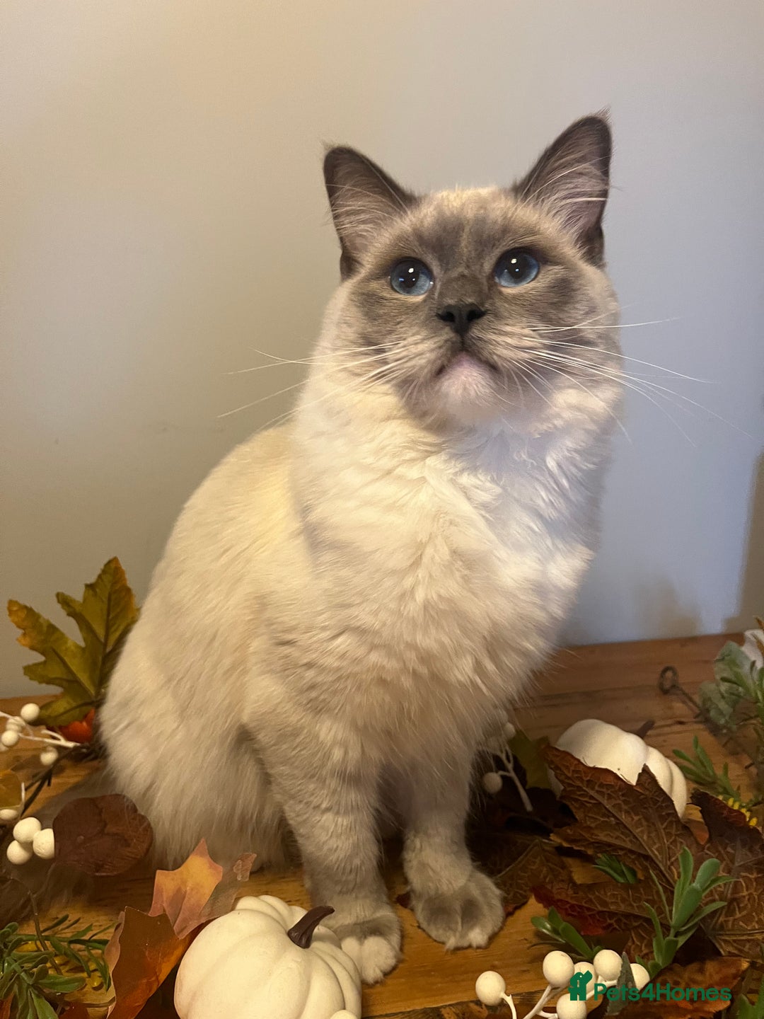 Ragdoll cats for sale: Stunning mink Ragdoll baby’s! 🩶🐱🩶 - Image 18
