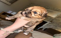 Zuchon dogs for sale: Zuchon pupp - Image 11