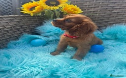 Cavalier King Charles Spaniel dogs for sale: Kc registered Ruby red King Charles spaniels - Image 5