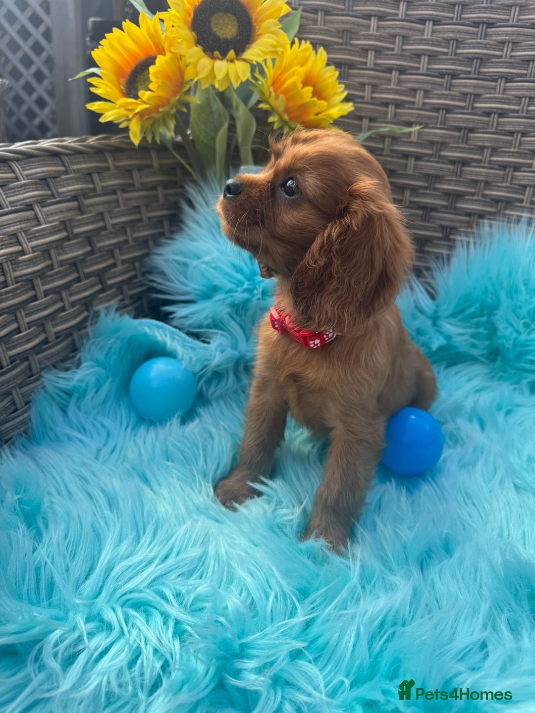 Cavalier King Charles Spaniel dogs for sale: Kc registered Ruby red King Charles spaniels - Image 5