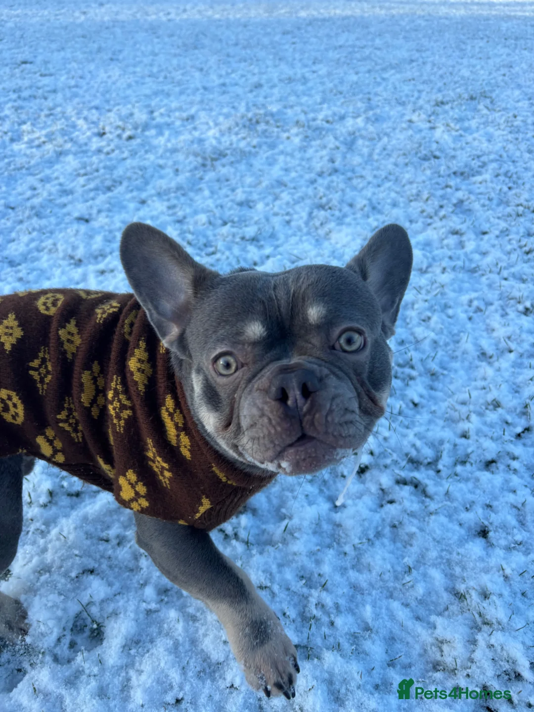 French Bulldog dogs for stud: Champagne/Grey French Bulldog for Stud - Advert 2