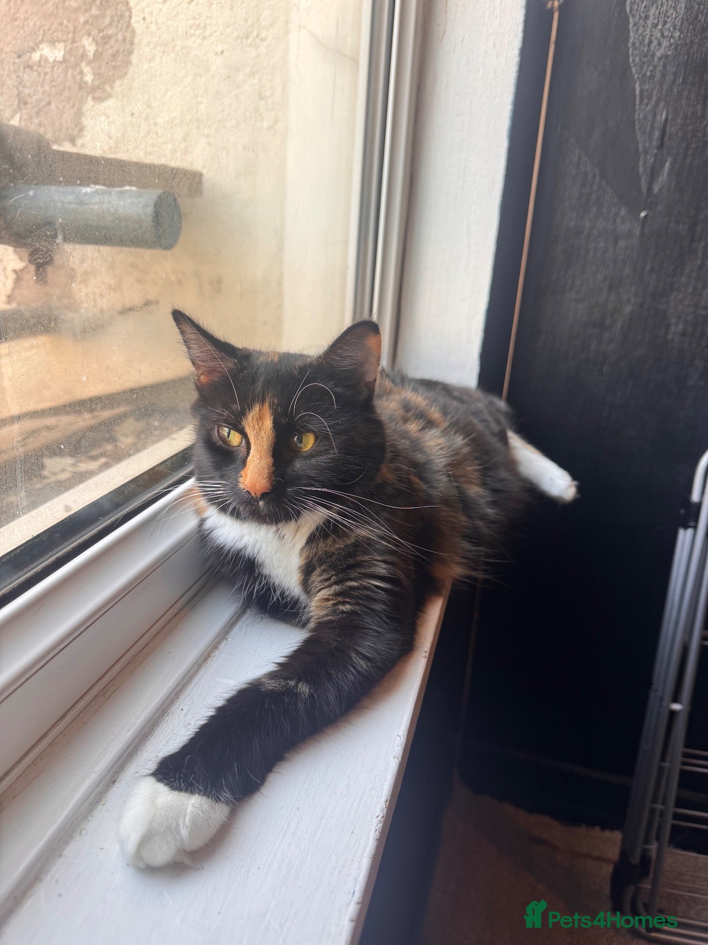 Mixed Breed cats for sale: Adorable kittens looking for a new home! - Advert 11