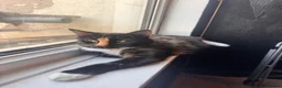 Mixed Breed cats for sale: Adorable kittens looking for a new home! - Advert 1