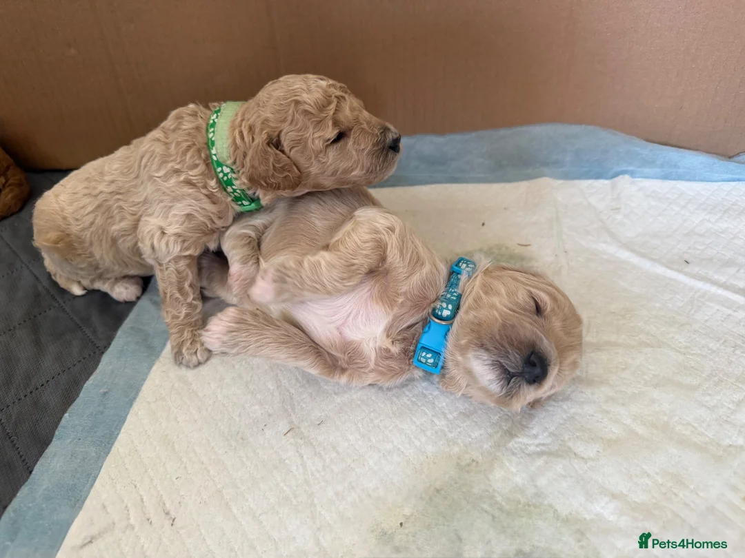 Mixed Breed dogs for sale: 🐾 Australian Double Doodle Puppies Expected 🐾 - Advert 2