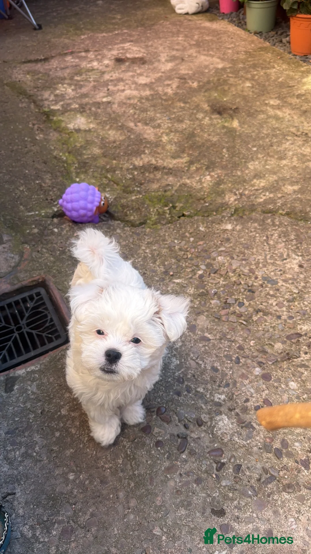 Bichon Frise dogs for sale: Bichon  - Advert 10