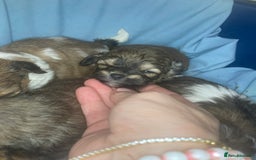 Shihpoo dogs for sale: 1 beautiful Sable shihpoo boy  - Image 14