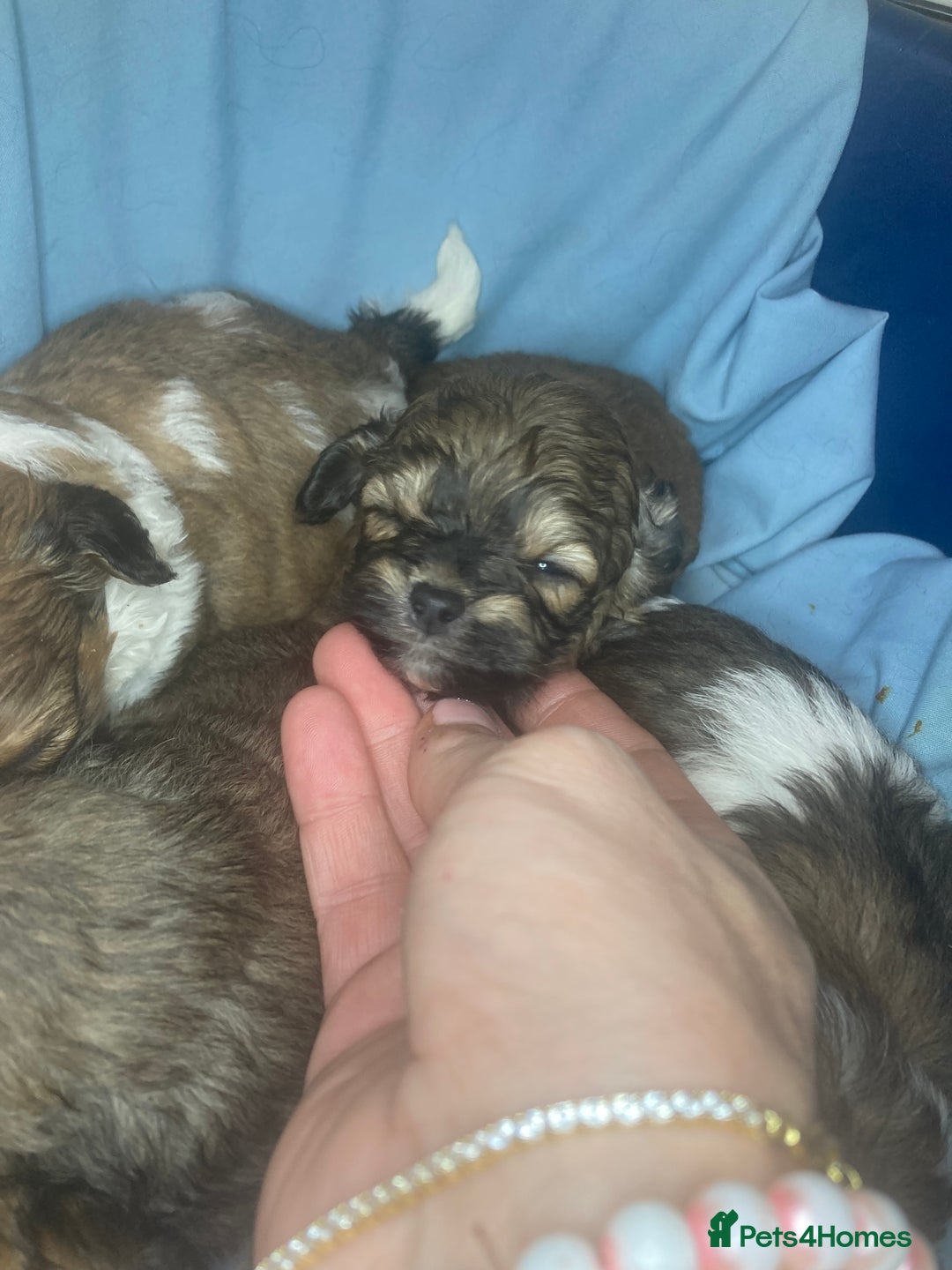 Shihpoo dogs for sale: 1 beautiful Sable shihpoo boy  - Image 14