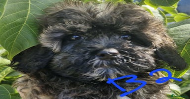 Maltipoo dogs - Advert 2