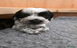 Cocker Spaniel dogs for sale: 🐾 Working Cocker Spaniel Puppies for Sale £800  - Image 9