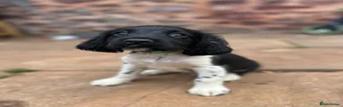 English Springer Spaniel 3 green collar 