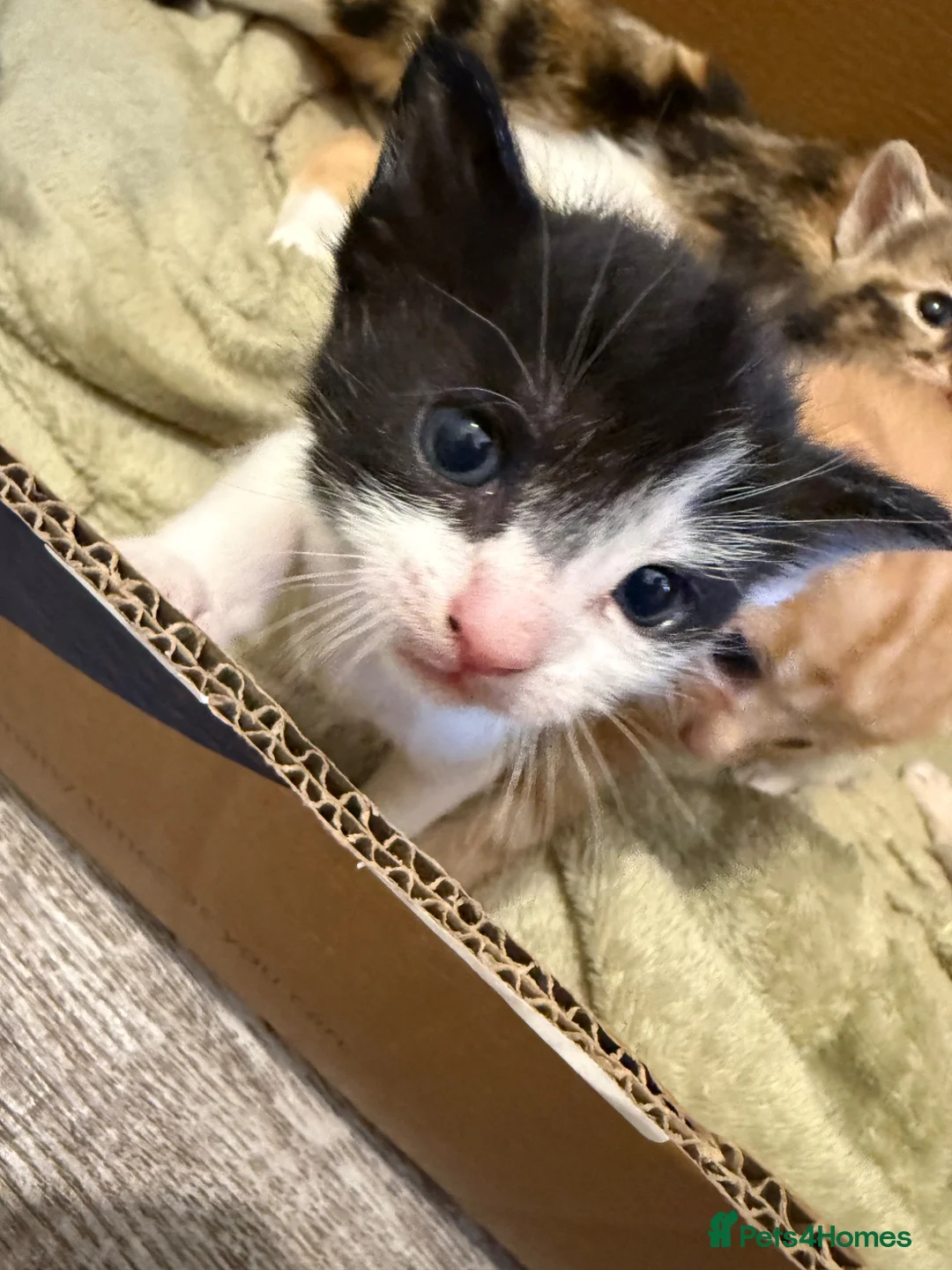 Mixed Breed cats for sale: Mixed Breed Kittens - Advert 2