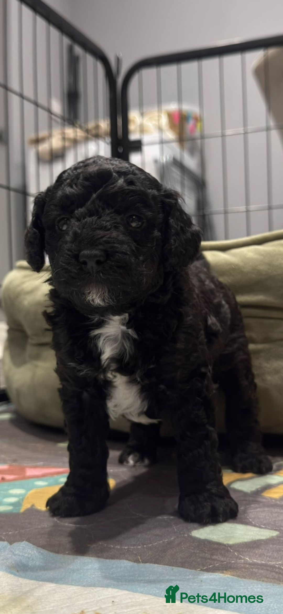 Cockapoo dogs for sale: STUNNING F2 cockapoo puppies for sale  - Advert 12