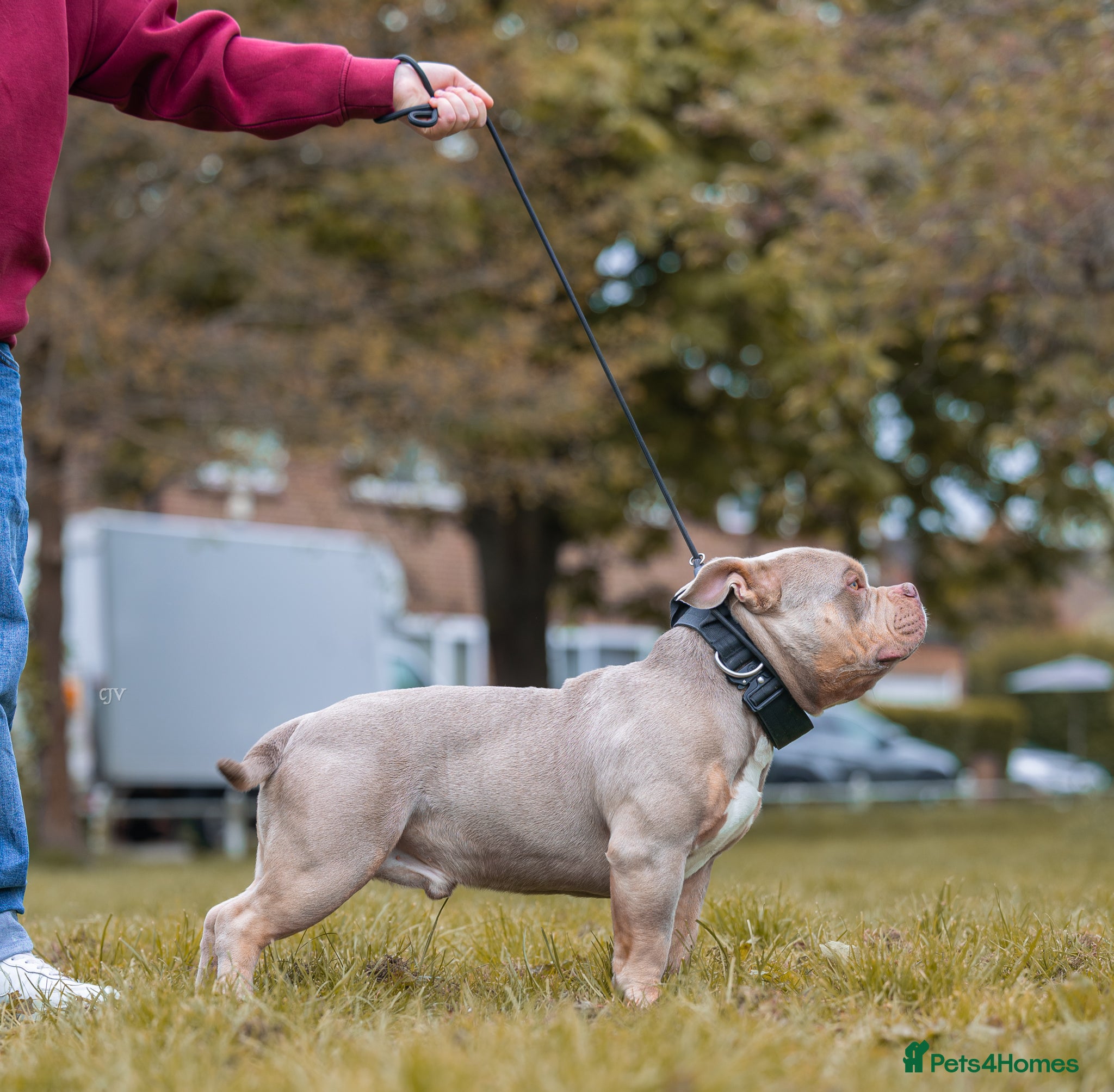 American Bully dogs 3x LuckyLuciano American Bully Extreme Pocket Stud - Advert 2