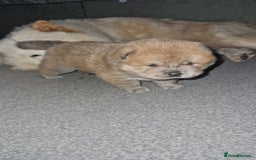 Chow Chow dogs for sale: Chow chow puppies - Image 16