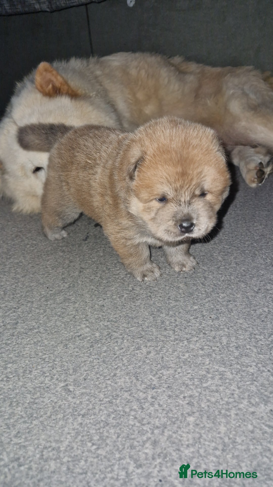 Chow Chow dogs for sale: Chow chow puppies - Image 16