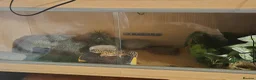 Leopard Gecko reptiles for sale: 2 year old  female leopard gecko with full setup  - Advert 5