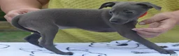 Italian Greyhound dogs for sale: KC reg Blue Italian greyhound puppys - Advert 15