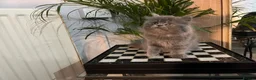 Persian cats for sale: Soo affectionate "Hand reared",persian kitten (M)  - Advert 15
