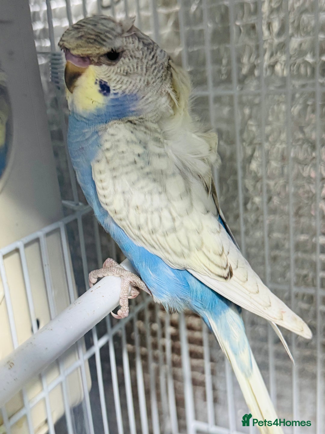 Budgerigars birds for sale: Spangle split black face Hogoromo budgies - Advert 2