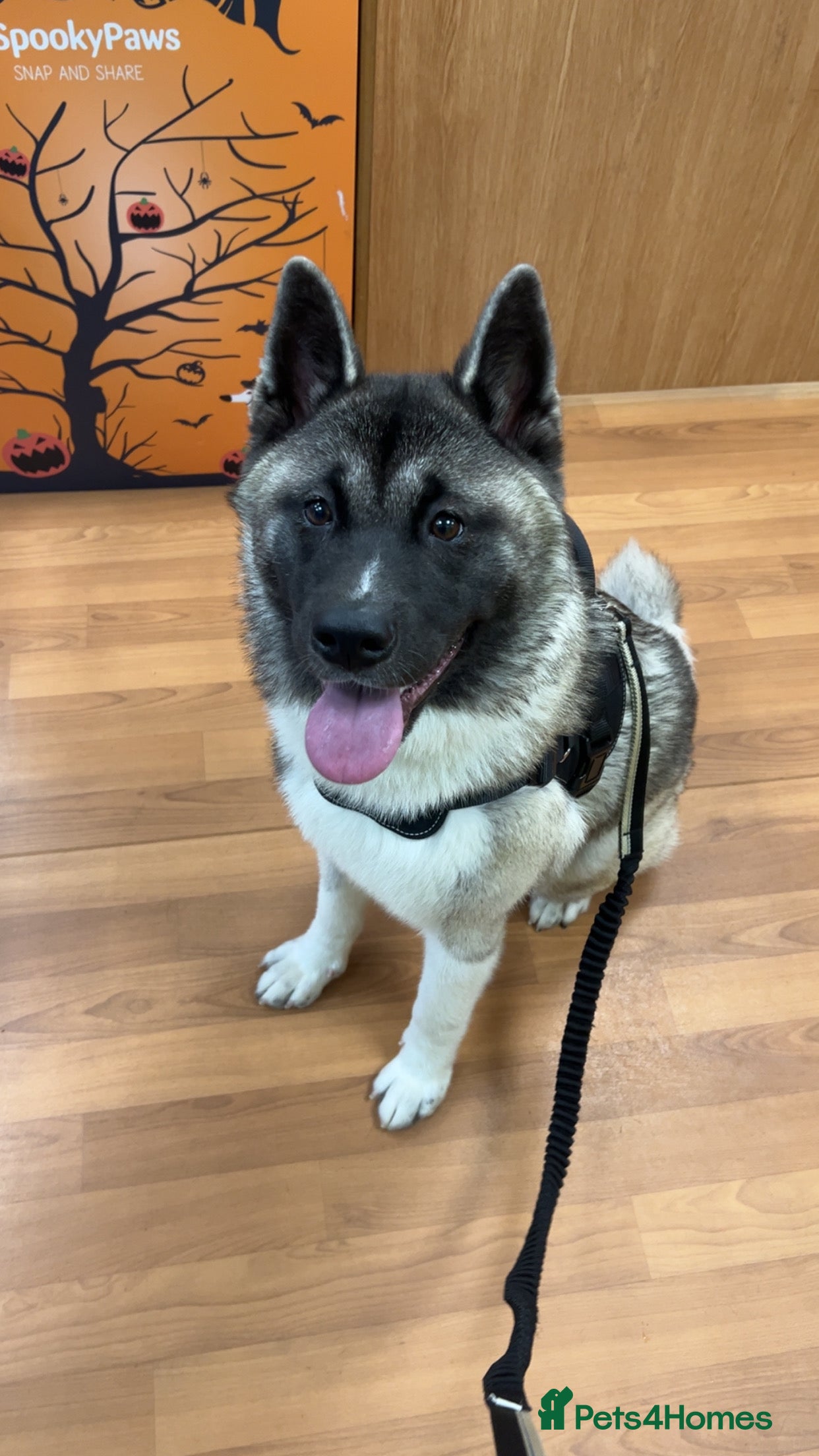 Akita dogs Kira The American Akita - Advert 5