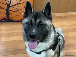 Akita dogs Kira The American Akita - Advert 5