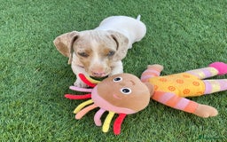 Miniature Dachshund dogs for sale: Lilac pied dachshund puppy - Image 2