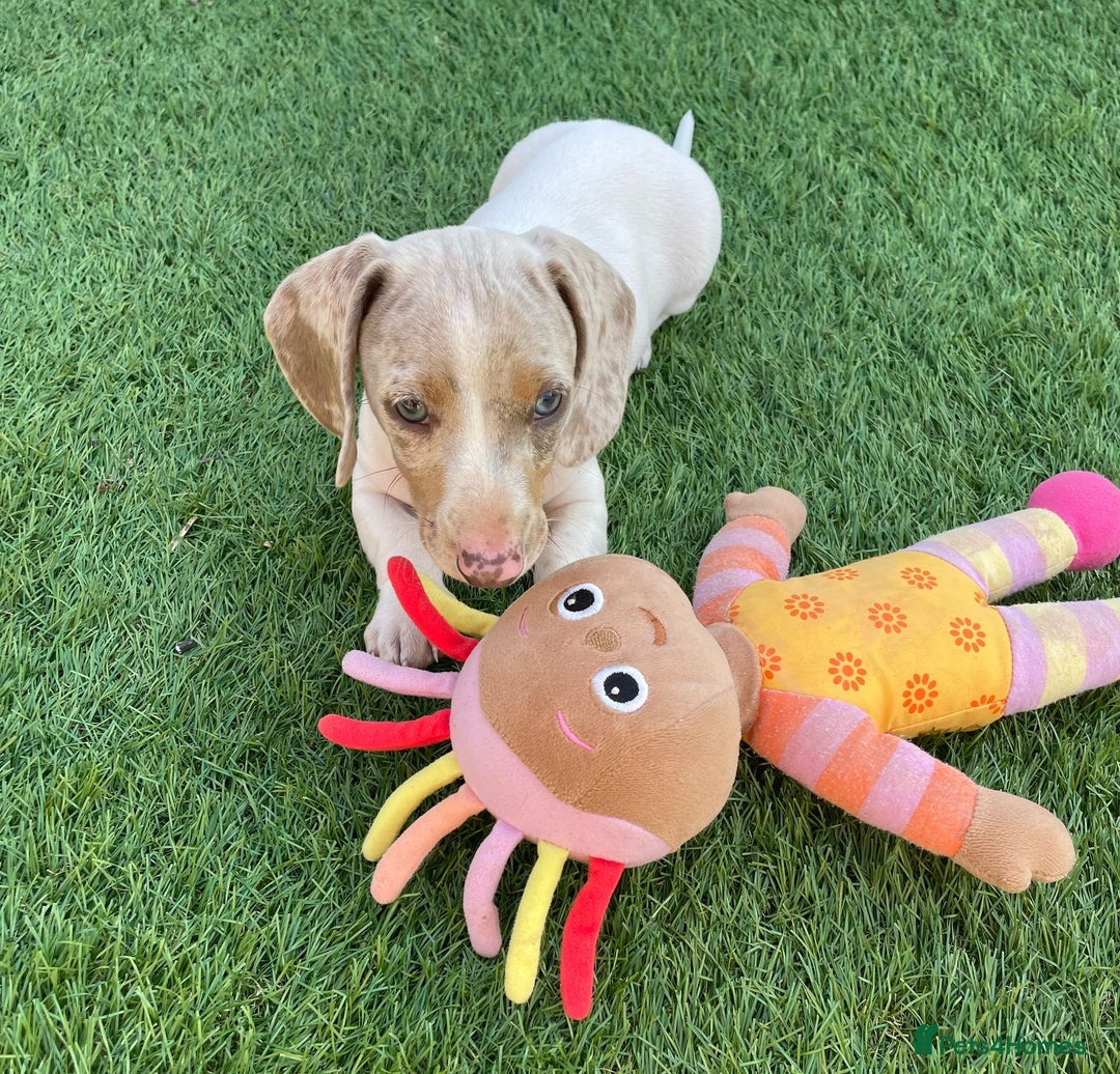 Miniature Dachshund dogs for sale: Lilac pied dachshund puppy - Image 2