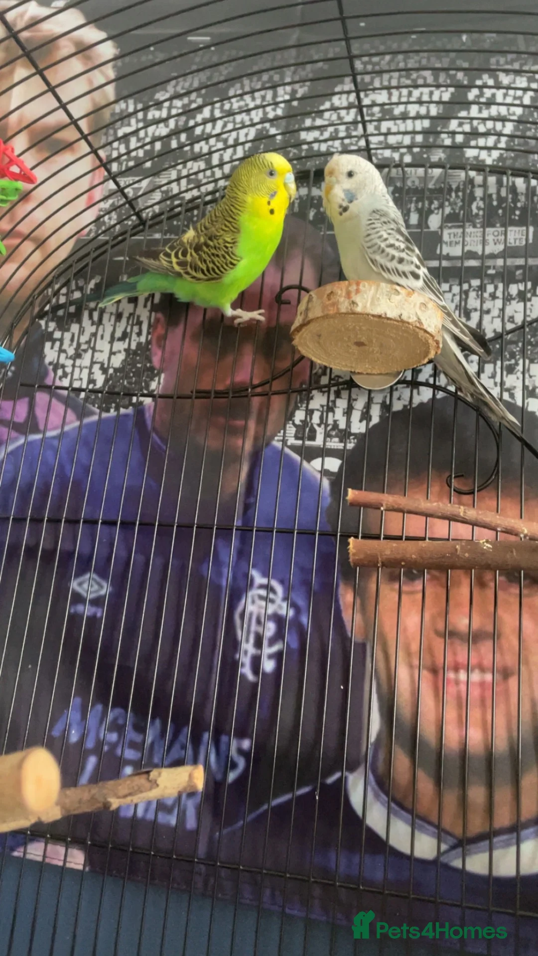 Parakeets birds for sale: Male budgie in Strabane - Advert 2