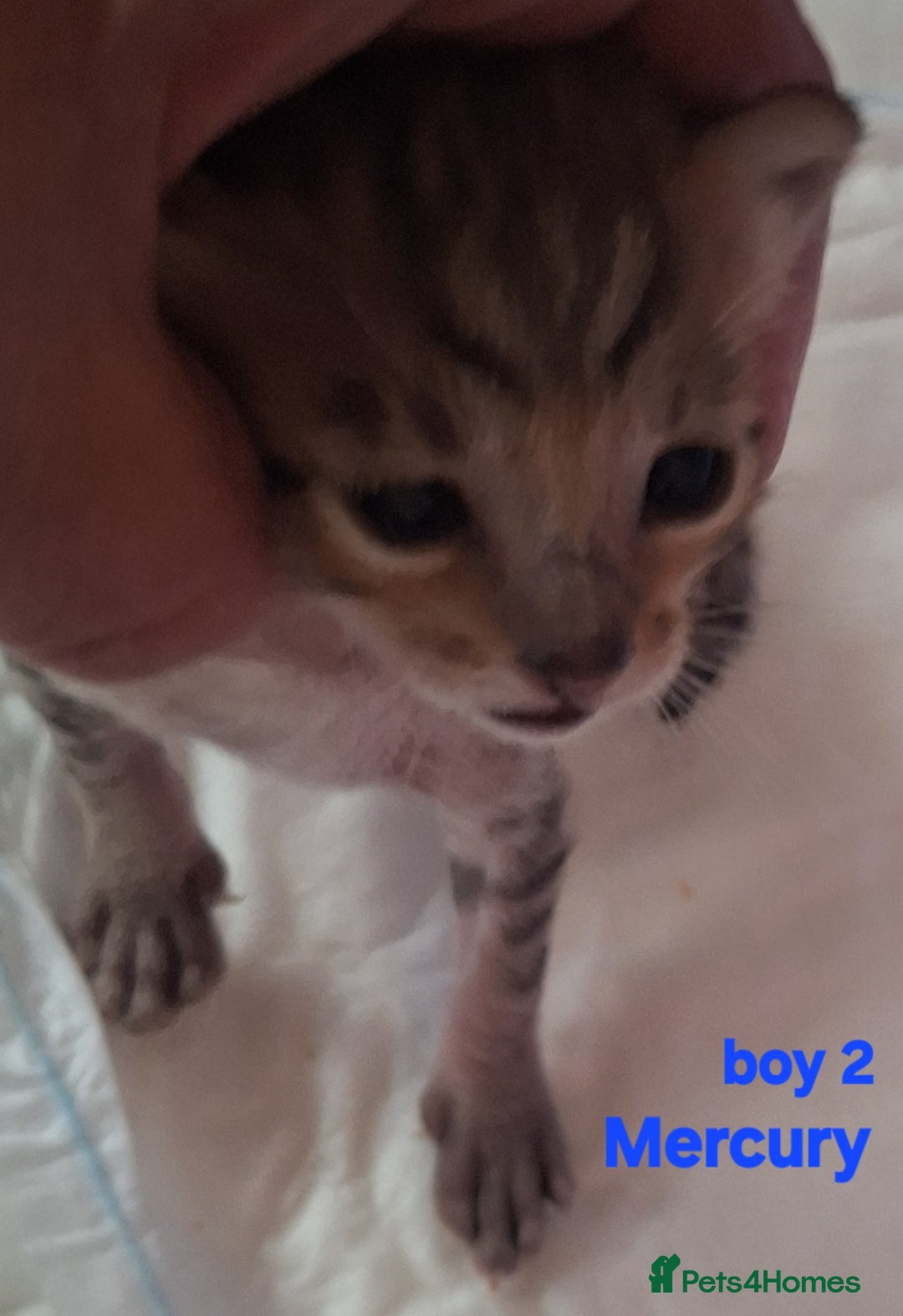 Savannah cats for sale: Savannah SBTF6 cubs with Serval traits stunning - Advert 27